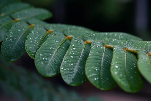 選択的焦点暴風雨が葉を湿らせるために通過した後に葉に露と緑の葉 自然画像にはテキストのスペースがあります — ストック写真