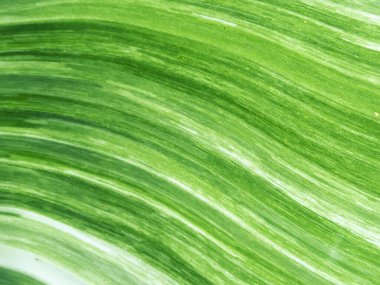 Seçici odak noktası muz yaprakları muz bitkisinin yaprakları alternatif yeşil ve beyaz. benekli muz yaprağı arkaplan resmi