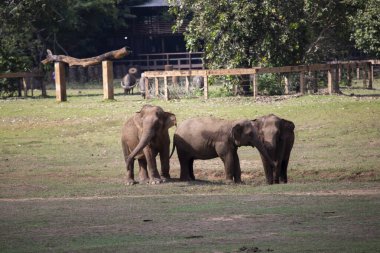 Tayland 'da bir fil çiftliğinde Asya filleri. Yazmak için geniş bir alan var..