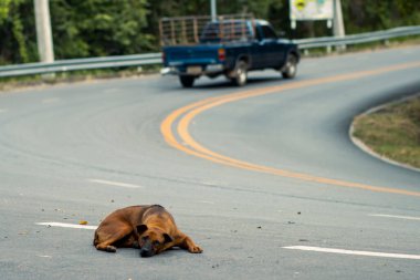 Sokakta yatan sokak köpeği mesaj için yer var. Yolda araba kullanmanın tehlikesi.