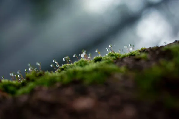 Fokus Selektif Dew Dan Lumut Hijau Pada Batang Pinus Lihat — Stok Foto