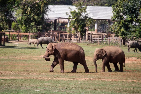 Elefantes Asiáticos Uma Fazenda Elefantes Tailândia Ampla Área Gramado Espaço — Fotografia de Stock