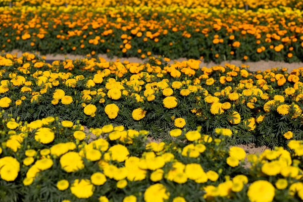 Fuoco Selettivo Calendule Gialle Nel Giardino Fiorito Stanno Crescendo Piena — Foto Stock