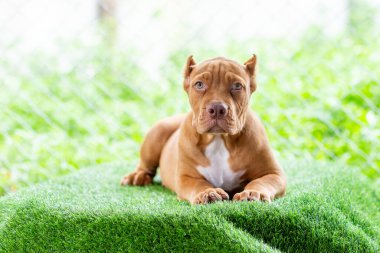 Üç aylık kahverengi pitbull köpeği. Evin içindeki yapay çimlerin üzerinde, koşmak ve oynamak için hala dışarı çıkamıyorum. Temiz, güzel, mavi bir çukur, mükemmel bir formda olmalı. Mesaj için Tayland uzayındaki köpek.