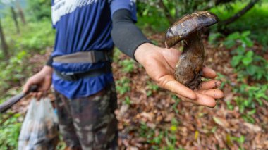 Bahçıvan mantarının elindeki koyu kahverengi mantar Longan bahçesinde yetişir. Yenilebilir mantarlar zehirli değildir. Mantarın rengi iştah açıcı olmasa da, adı Bolete 'dir. 