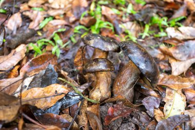 Koyu kahverengi mantar Longan bahçesinde yetişir. Mantarın rengi iştah açıcı olmamasına rağmen yenilebilir mantarlar zehirli değildir. Bolete mantarının adı