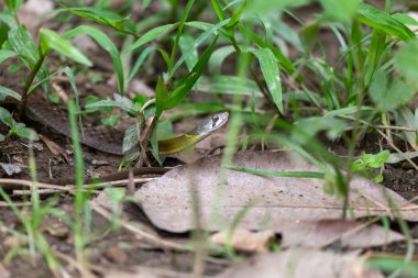 Tayland 'da Chiang Mai ormanında kırmızı boyunlu bir yılanın kafasından vurulmuş. Bu yılanı tanımayanlar korkacak. Zavallı yılanlar sık sık saldırıya uğrarlar. Yanlış anlaşılmalardan.,