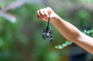 Tayland 'da yağmur mevsiminde eve giren tehlikeli, zehirli böceklerin kuyruğunu tutan genç bir çocuğun elindeki büyük bir kara akrep seçici bir odak noktasıdır..