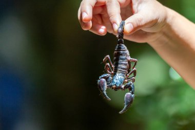 Tayland 'da yağmur mevsiminde eve giren tehlikeli, zehirli böceklerin kuyruğunu tutan genç bir çocuğun elindeki büyük bir kara akrep seçici bir odak noktasıdır..