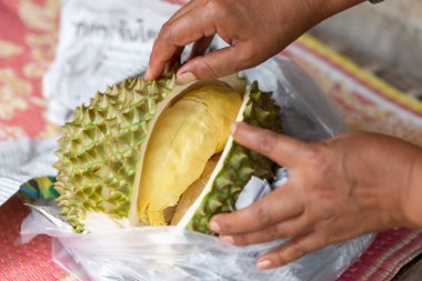İştah açıcı sarı Durian, Tayland 'daki bir Durian çiftçisi tarafından dikenli deriden çıkarılıyor..