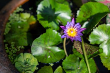 Bahçedeki yeşil leğende mor nilüfer çiçekleri tazelik ve güzellik hissi veriyor. Gölgeli. Doğal arkaplanda metin için boşluk var..