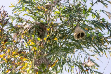 Bir odak noktası seçin, ottan yapılmış bir kuş yuvası, güzel bir şekil, ve bir kuşun kendine güzel bir şey yaratma yeteneği. Metin için boşluk var.