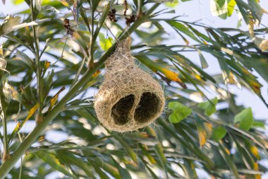 Bir odak noktası seçin, ottan yapılmış bir kuş yuvası, güzel bir şekil, ve bir kuşun kendine güzel bir şey yaratma yeteneği. Metin için boşluk var.