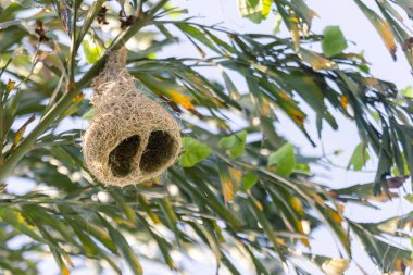 Bir odak noktası seçin, ottan yapılmış bir kuş yuvası, güzel bir şekil, ve bir kuşun kendine güzel bir şey yaratma yeteneği. Metin için boşluk var.