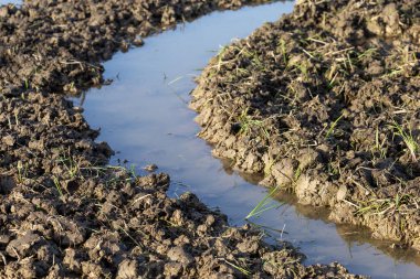 Tarlalardaki seçici odak toprağı traktörle ekme izleri tarlalarda toprağı yumuşatmak için su var. Toprakla karışmış. tarım arazisi resimleri verimli toprak