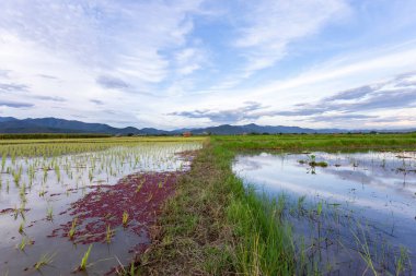 Tayland 'daki pirinç tarlaları genç pirinç bitkileri büyüyor. Bir tarla dolusu su bulutsuz gökyüzü, dağlar, pirinç tarlası