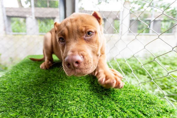 Aylık Kahverengi Pitbull Köpeği Evin Içindeki Yapay Çimlerin Üzerinde Koşmak — Stok fotoğraf