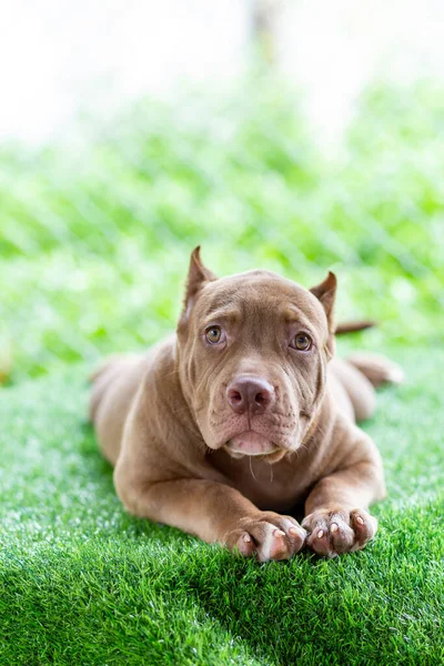 Üç aylık kahverengi pitbull köpeği. Evin içindeki yapay çimlerin üzerinde, koşmak ve oynamak için hala dışarı çıkamıyorum. Temiz, güzel, mavi bir çukur, mükemmel bir formda olmalı. Mesaj için Tayland uzayındaki köpek.