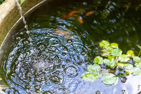 Fokus Selektif Permukaan Air Tangki Ikan Mengubah Air Jernih Ada — Stok Foto