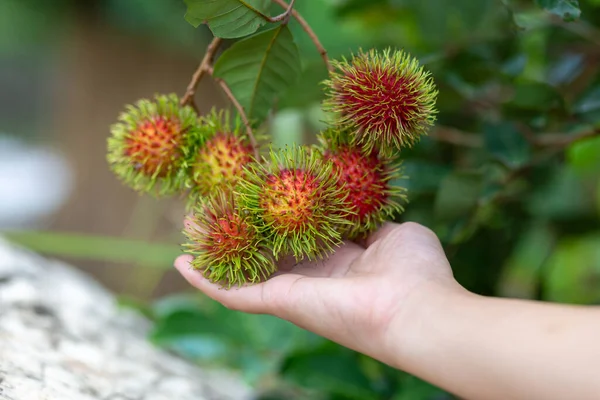 Selektivní Zaměření Velké Červené Rambutan Ruce Farmářky Rambutan Začne Zrát — Stock fotografie