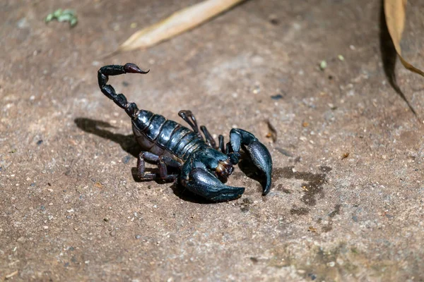 Focus Sélectif Gros Scorpion Noir Sur Sol Devant Maison Pendant — Photo