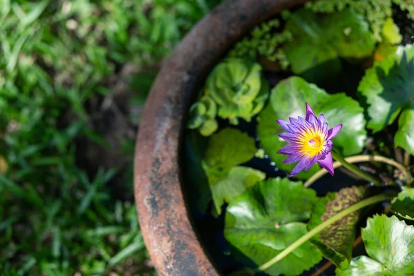 Bunga Teratai Ungu Cekungan Taman Depan Hijau Memberikan Perasaan Kesegaran — Stok Foto
