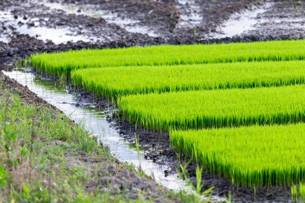 Die Reispflanze Ist Noch Jung Und Grün Das Wasser Ist — Stockfoto