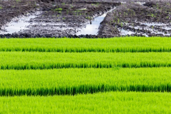 Die Reispflanze Ist Noch Jung Und Grün Das Wasser Ist — Stockfoto