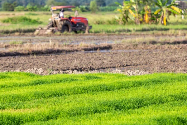 Auf Den Feldern Wachsen Hellgrüne Reispflanzen Ein Traktor Pflügt Die — Stockfoto
