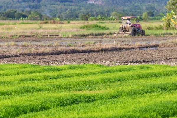 Selektiver Fokus Kleine Reispflanze Feld Hellgrün Wachsenden Grünen Reis Hintergrundbild — Stockfoto