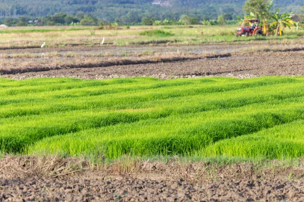 有选择地聚焦小稻株在田间浅绿色生长的稻种背景图像 带有文字空间 — 图库照片
