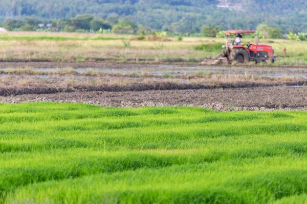 Auf Den Feldern Wachsen Hellgrüne Reispflanzen Ein Traktor Pflügt Die — Stockfoto