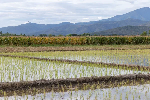 Die Landschaft Der Reisfelder Thailand Die Junge Reispflanze Wächst Ein — Stockfoto