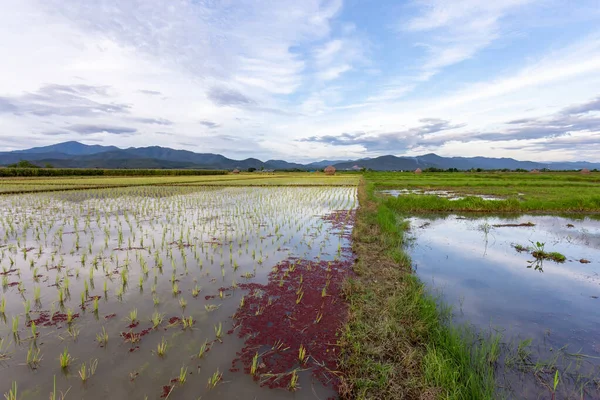 Die Landschaft Der Reisfelder Thailand Die Junge Reispflanze Wächst Ein — Stockfoto