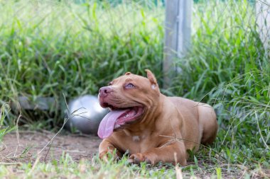 Üç aylık sevimli pitbull yavrusu. Genç bir pitbull, büyük, tamamen kahverengi bir renk. Geniş çimenli büyük bir kafese uzan. Bir köpek çiftliğinde. 