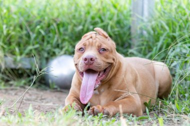 Üç aylık sevimli pitbull yavrusu. Genç bir pitbull, büyük, tamamen kahverengi bir renk. Geniş çimenli büyük bir kafese uzan. Bir köpek çiftliğinde. 