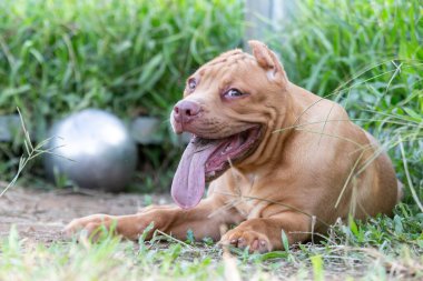 Üç aylık sevimli pitbull yavrusu. Genç bir pitbull, büyük, tamamen kahverengi bir renk. Geniş çimenli büyük bir kafese uzan. Bir köpek çiftliğinde. 