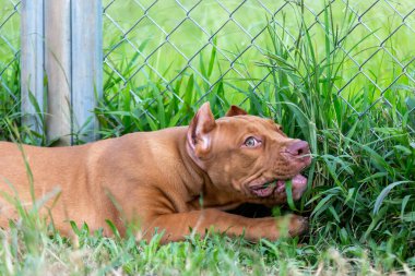 Üç aylık sevimli pitbull yavrusu. Genç bir pitbull, büyük, tamamen kahverengi bir renk. Geniş çimenli büyük bir kafese uzan. Bir köpek çiftliğinde. 