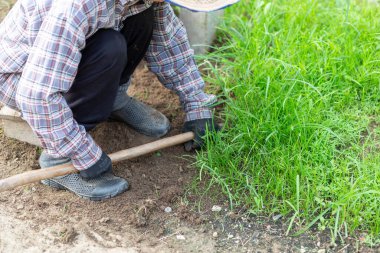 Evin önündeki açık yeşil çimenleri seçen Asyalı bir büyükanne, evinin önündeki çimenleri kürek ve eldivenli ellerle topluyor. Yaşlıların evdeki işleri.