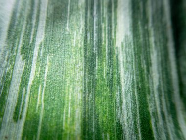 seçici odak yeşil ve beyaz muz yaprakları arka plan egzotik bitki, muz Musa beyaz yeşil çizgili yapraklar, çeşitli muz bitkisi