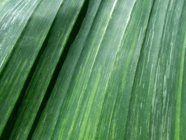 seçici odak yeşil ve beyaz muz yaprakları arka plan egzotik bitki, muz Musa beyaz yeşil çizgili yapraklar, çeşitli muz bitkisi