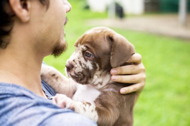 Kafasından vurulmuş şirin bir köpek yavrusu, açık kahverengi, beyaz, sevgiyle taşınıyor. Napolitan Mastiff ve Bandog karışımı köpek yavruları