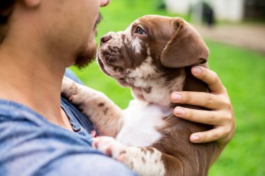 Kafasından vurulmuş şirin bir köpek yavrusu, açık kahverengi, beyaz, sevgiyle taşınıyor. Napolitan Mastiff ve Bandog karışımı köpek yavruları