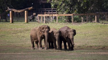 Tayland 'da bir fil çiftliğinde Asya filleri. Yazmak için geniş bir alan var..