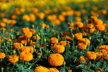 Bahçedeki portakal kadife çiçeklerine dikkat edin çünkü çiçekler tamamen çiçek açmış turuncu prens gövdesi güçlü ve sıkıdır. Aynı zamanda çiçek de her mevsime ekilebilir.