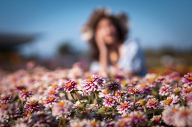 seçici odak zinnia beyaz, pembe, sarı, güzel zinnia Zinnia çifte Zahara ahududu dalgası için yer var.
