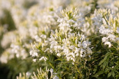Cleome Sparkler 'ın tarladaki beyaz çiçekleri çünkü çiçekler Tayland' da bir çiftlikte güzel bir çiçek açtı..