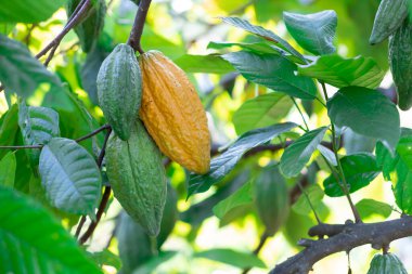Asya köyündeki olgun bir kakao tarlasında parlak sarı kakao meyvesi taze yeşil yaprak arka planında seçici bir odak.