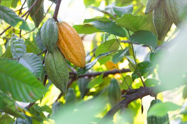 Asya köyündeki olgun bir kakao tarlasında parlak sarı kakao meyvesi taze yeşil yaprak arka planında seçici bir odak.