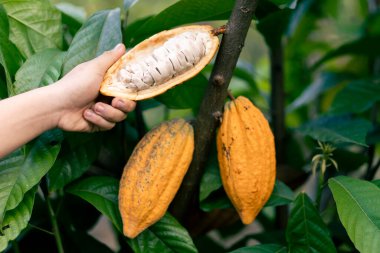 Büyük bir kakao çiftçisinin elindeki parlak sarı kakaonun beyaz posası Tayland çiftliği çiftliğinde olgunlaşıyor. Taze yeşil yaprak arkaplanı Metin için boşluk var.